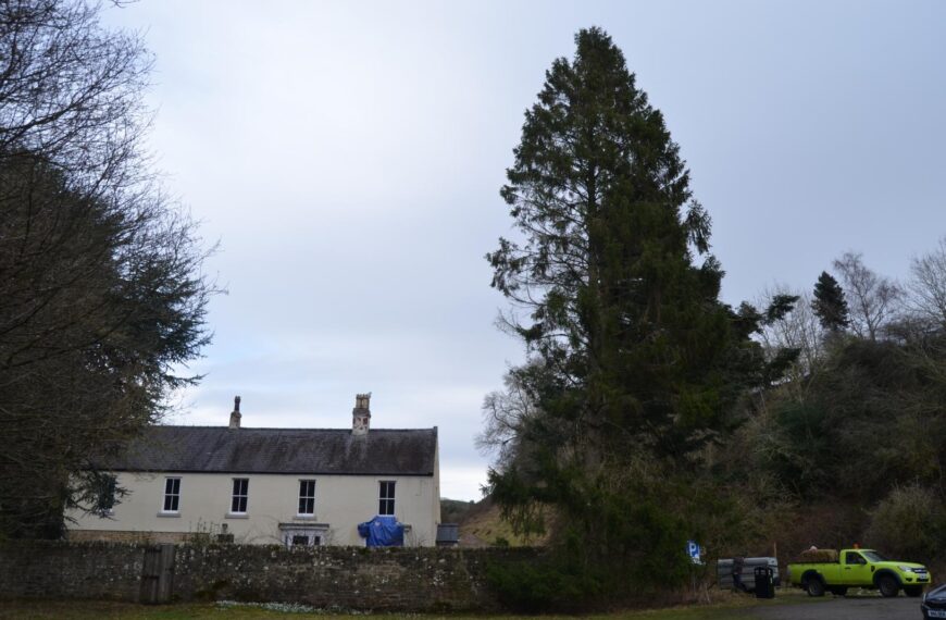 Calls to fell century old diseased trees in danger of collapse