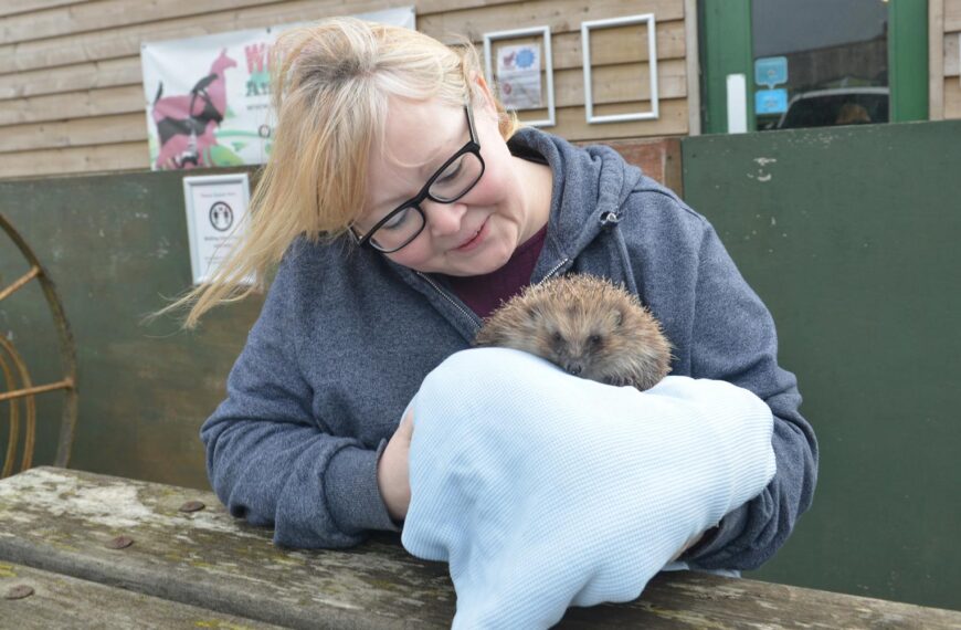New ‘hedgehog hub’ to open at animal rescue centre