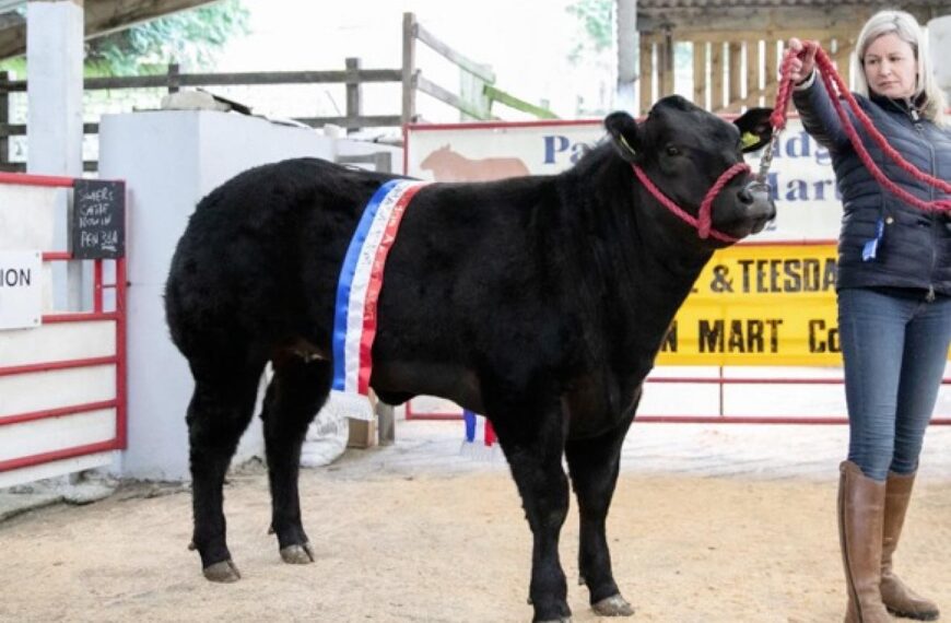 Pately Bridge Auction Mart