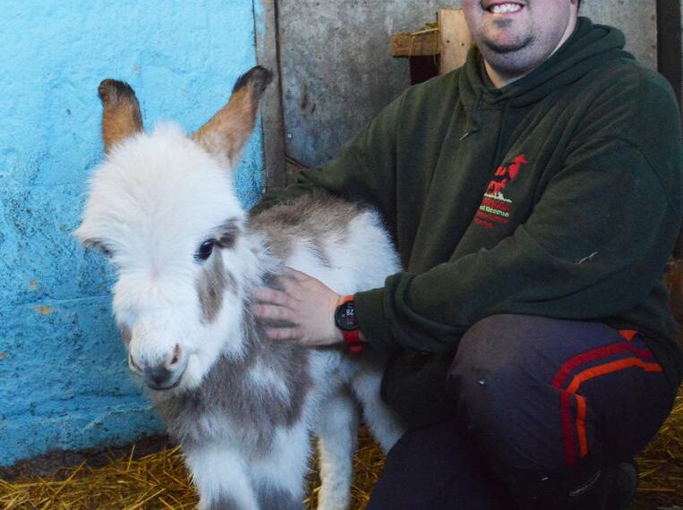 Meet the new-born donkey rarer than a giant panda