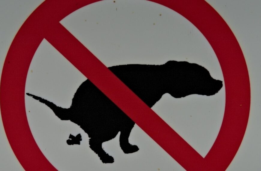 Barnard Castle cries foul play over its poo problem