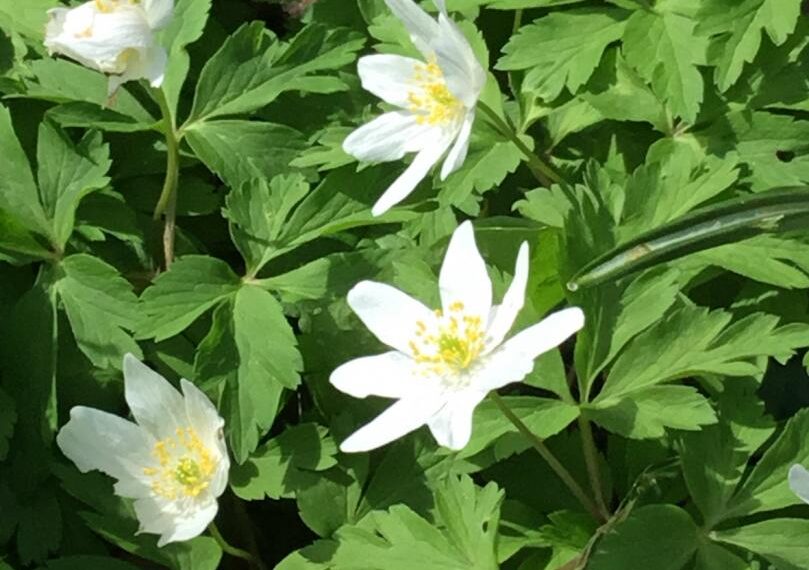 Pretty little flower that takes its time