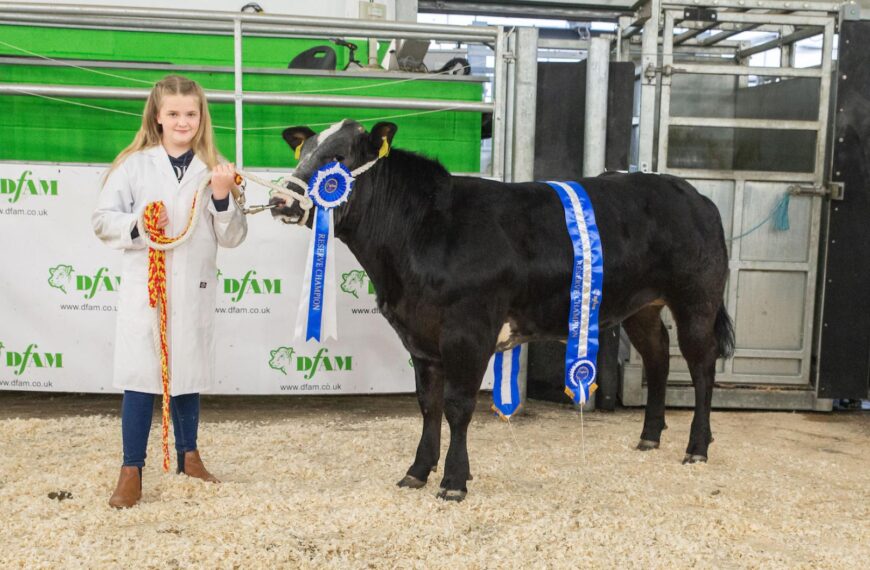 Young Lily’s success in cattle show