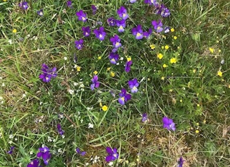 Carpeting the North Pennines to produce such a beautiful sight
