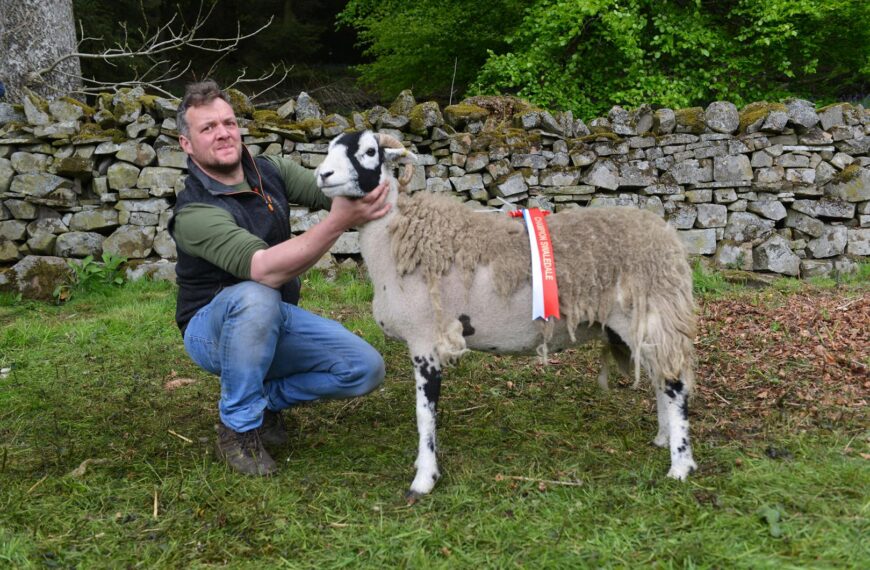 Sheep show makes a cracking return after coronavirus hiatus