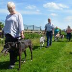 Dog lovers plan Great Global Greyhound Walk&hellip;