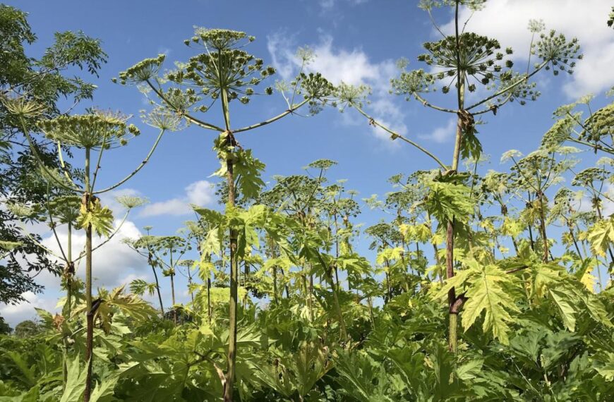 Trust’s mission to tackle invader