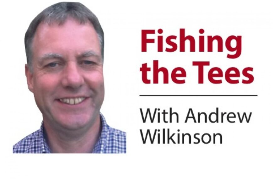 What has happened to wild brown trout in the Tees?