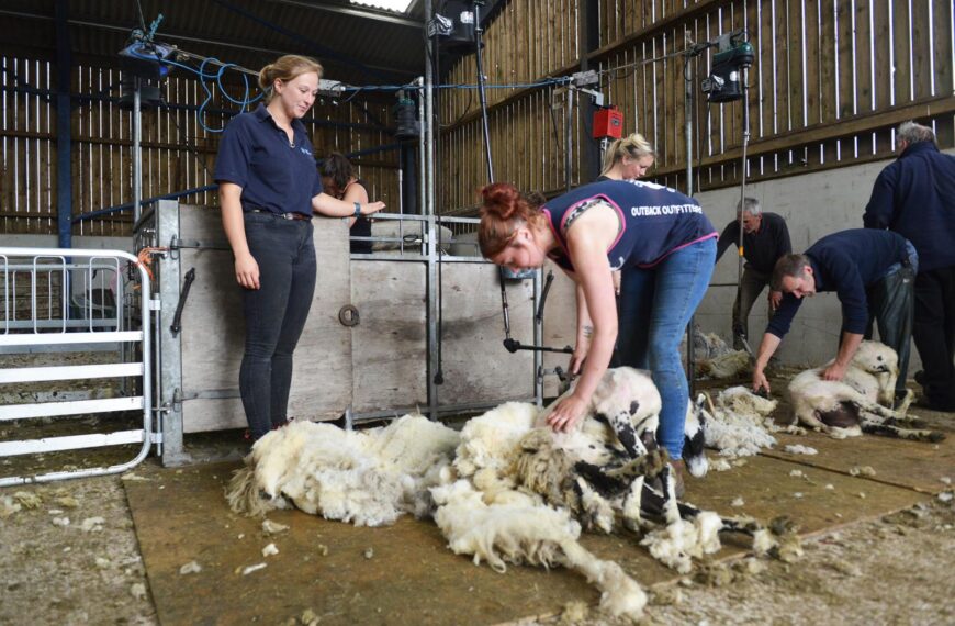 Trainees put their backs into sheep shearing