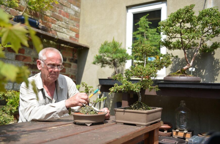 Why small is beautiful for bonsai grower Frank