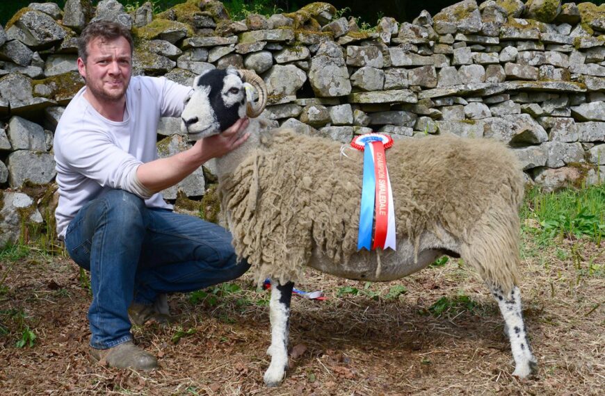 Ewes take top spots at Middleton-in-Teesdale Spring Show