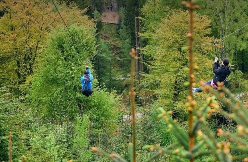 Talks to start with chiefs over massive Hamsterley Forest revamp