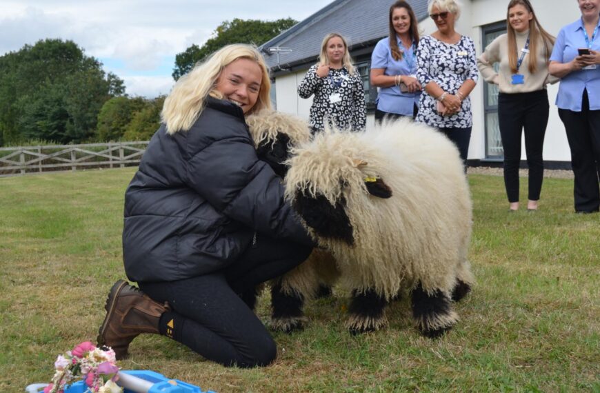 Shear genius: Business idea for cuddles with the cutest sheep in the…