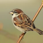 Nature Notes: Feathered friends who are well&hellip;