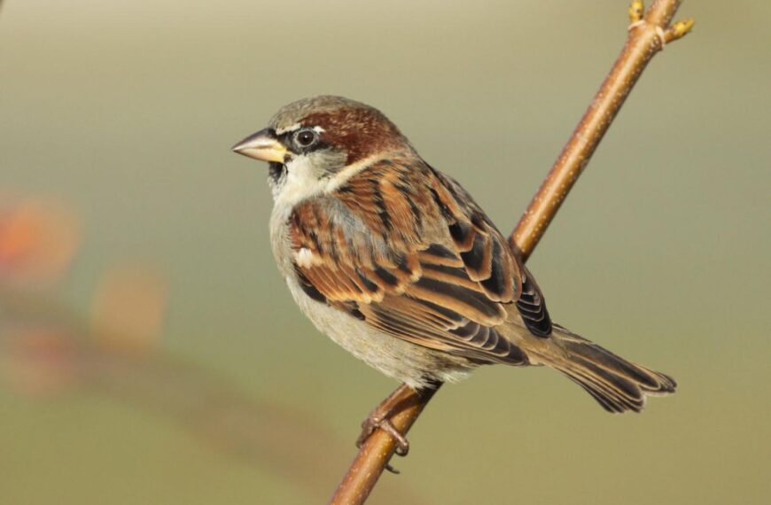 Nature Notes: Feathered friends who are well worth keeping an eye on