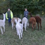 New-born alpacas are the stars of animal&hellip;
