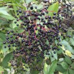 Flora and Fauna: A useful nuisance