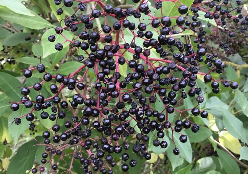 Flora and Fauna: A useful nuisance