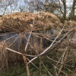 Trust’s winter war to stamp out hogweed