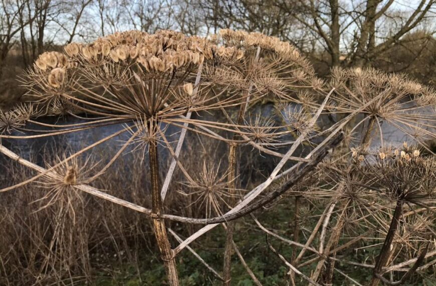 Trust’s winter war to stamp out…