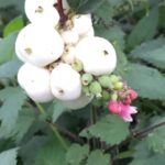 Flora and Fauna: Non-native plant that is&hellip;