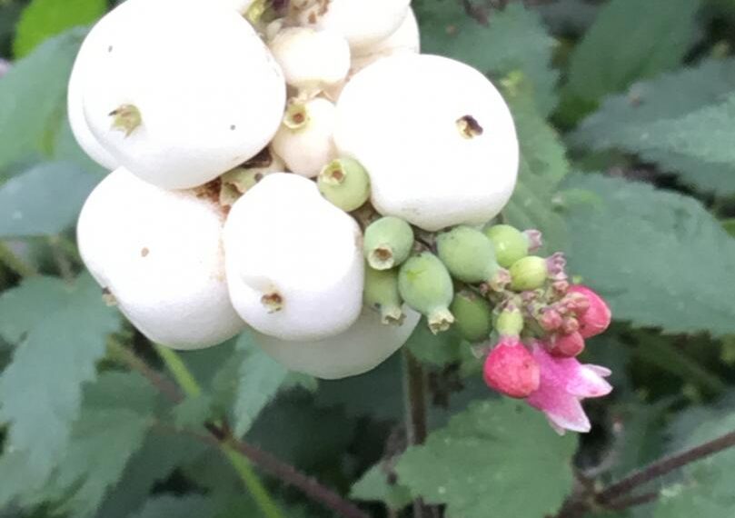 Flora and Fauna: Non-native plant that is suited to life in Britain