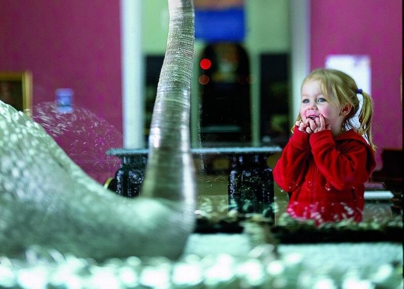 Museum gets ready for year of the swan