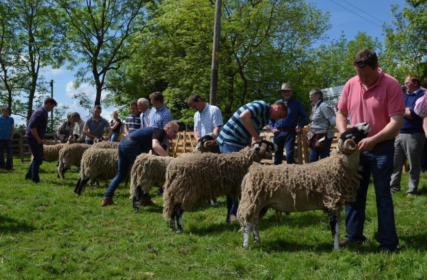 Herdwick classes introduced for this year’s Stainmore Sheep Show