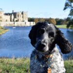 Dog walk leads to £936 being raised