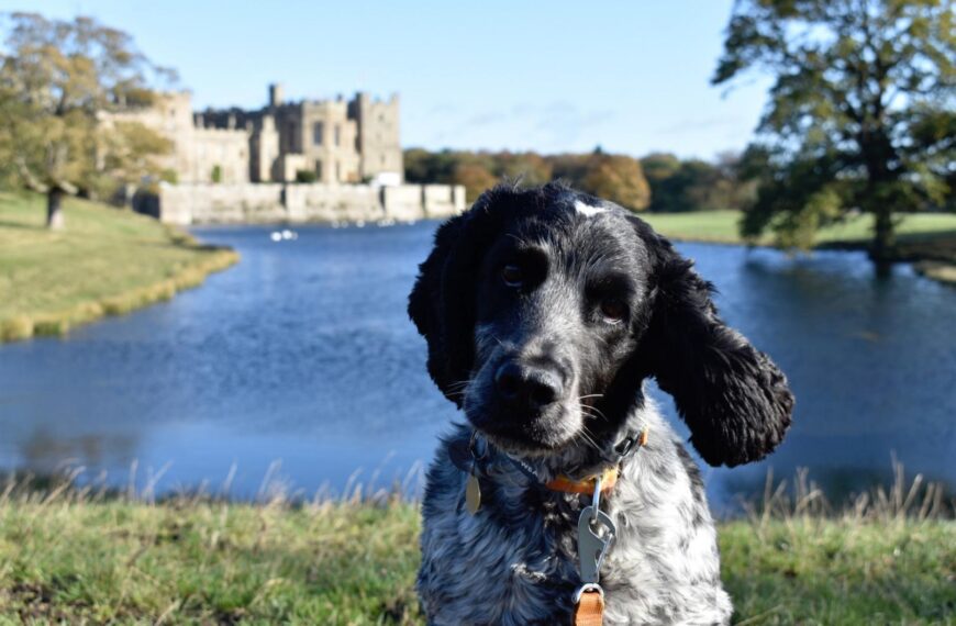 Dog walk leads to £936 being raised