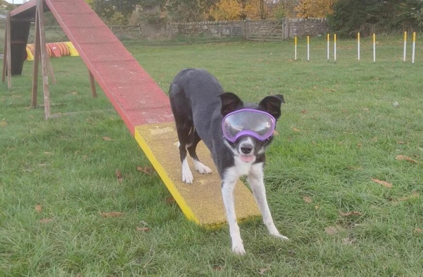 Jive sets his sights on the future after sporting career is saved