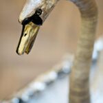 The magic of the Silver Swan