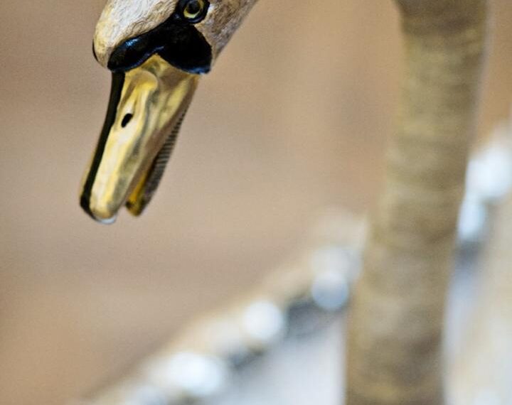 The magic of the Silver Swan