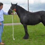 Dale ponies on parade for society’s big&hellip;