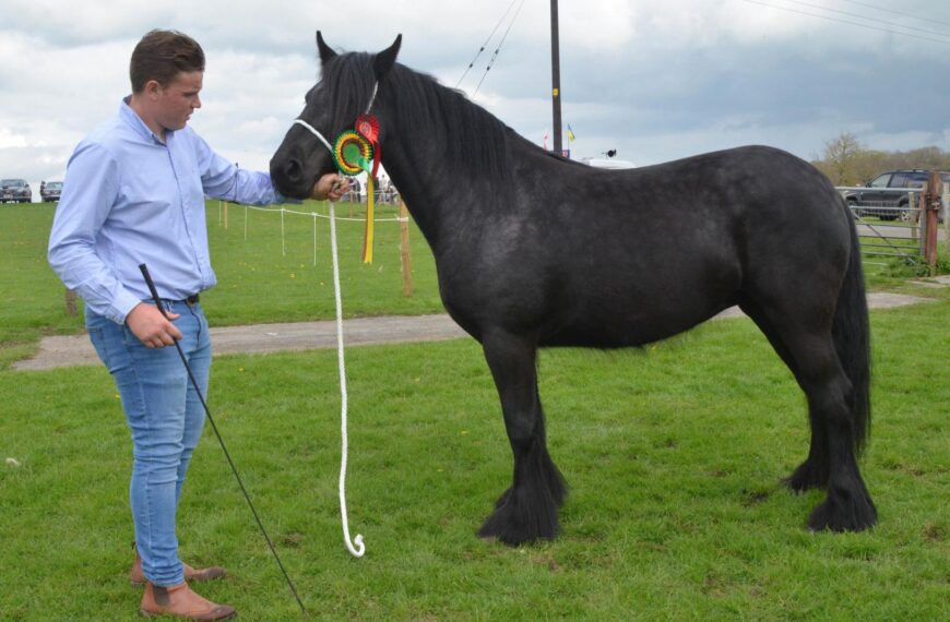 Dale ponies on parade for society’s big show