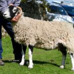 Top quality Swaledales on show at High&hellip;