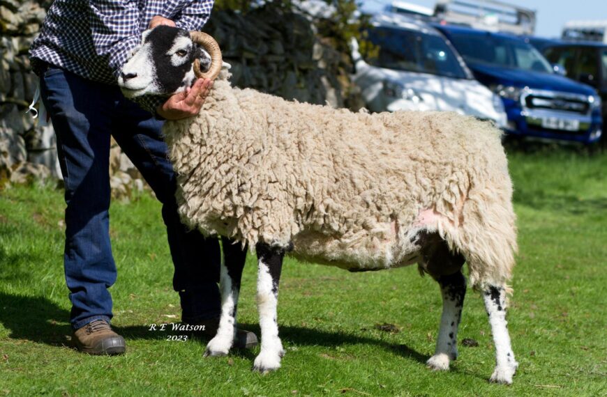 Top quality Swaledales on show at High Force