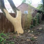 Vandals killing trees in Teesdale by stripping&hellip;