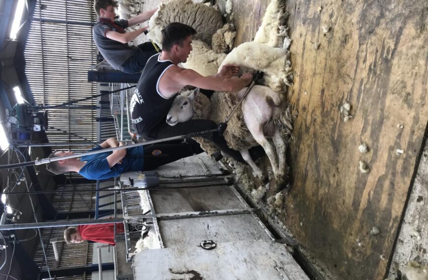 Lewis Wearmouth achieved a gold seal at the latest shearing course