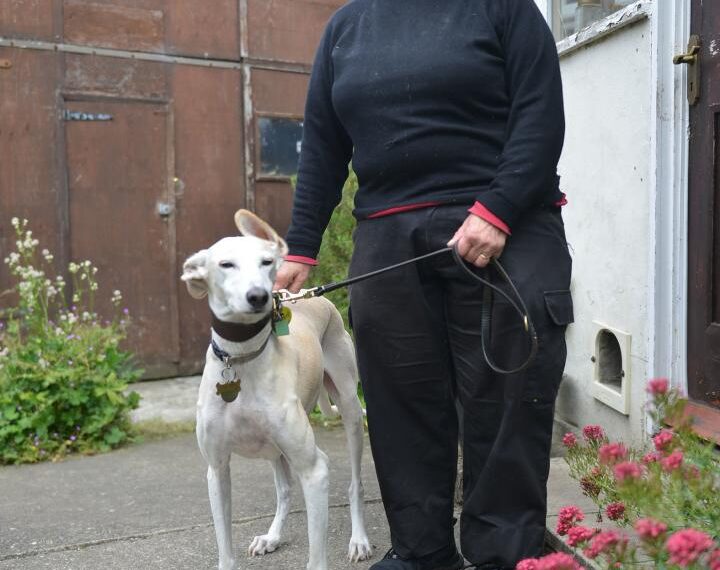 Appeal for therapy dog Amber to get therapy