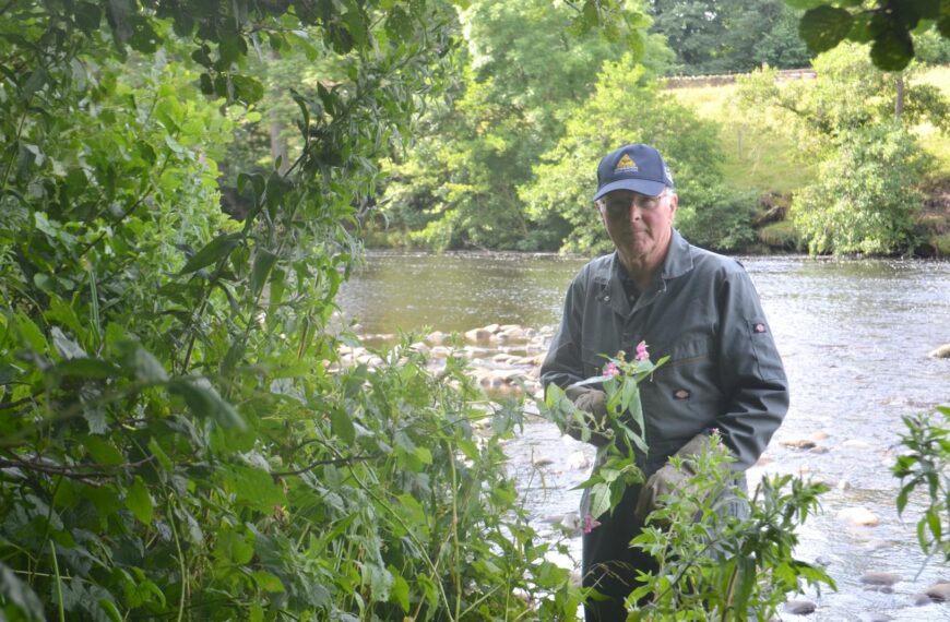 Workers continue the fight to stop spread of Himalayan balsam