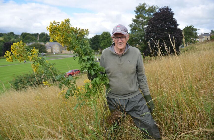 Volunteers go into battle against noxious invader on beauty spot