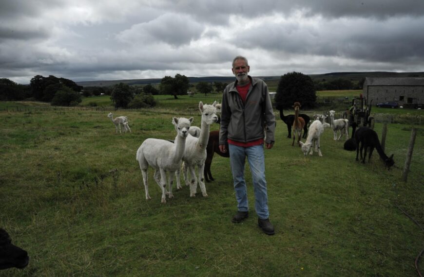 Calming joy of trekking with alpacas