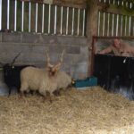 Rare horned sheep arrive in Teesdale