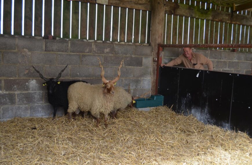 Rare horned sheep arrive in Teesdale
