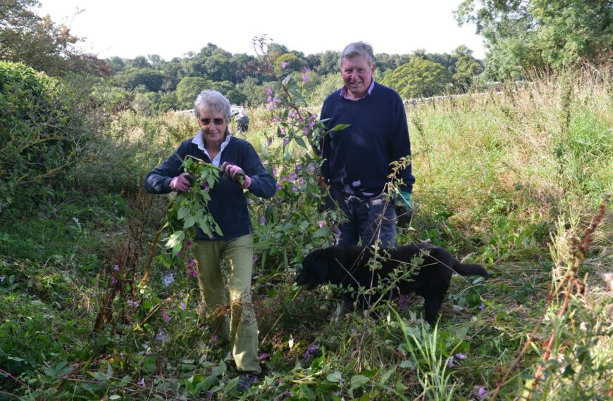 Fight continues to rid beauty spot of invasive Himalayan balsam