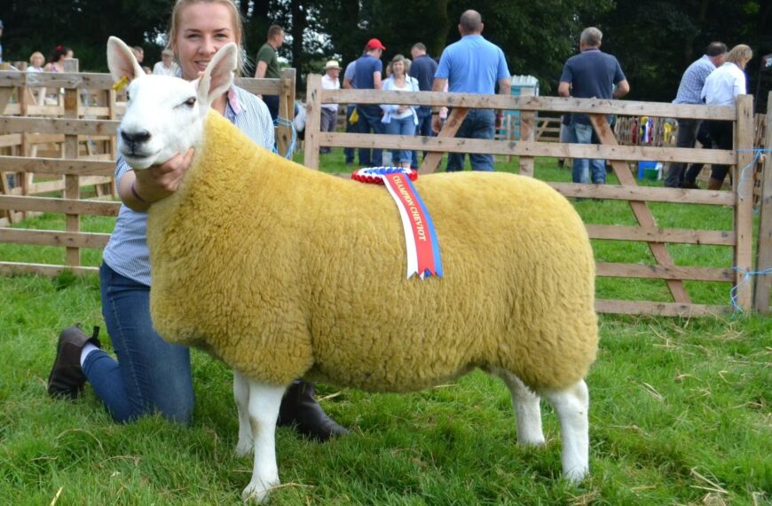 Success at the double for Stones’ Cheviots