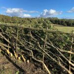 We must protect our hedgerows’