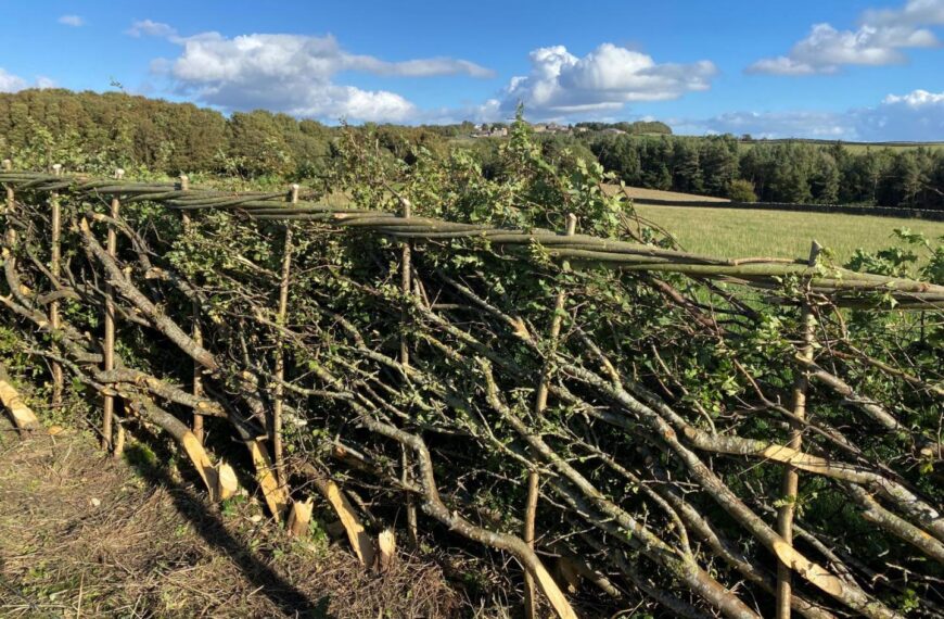 We must protect our hedgerows’