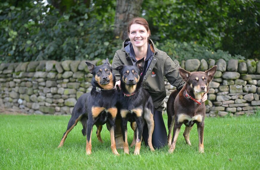 Honing skills at sheepdog school